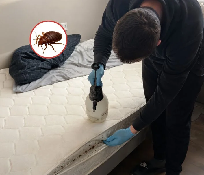 Technicien traitant un matelas contre les punaises de lit à Sucy-en-Brie